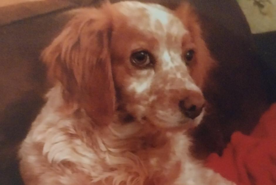 Disappearance alert Dog Female , 12 years Montdragon France Disappearance alert Dog Female , 12 years Montdragon France