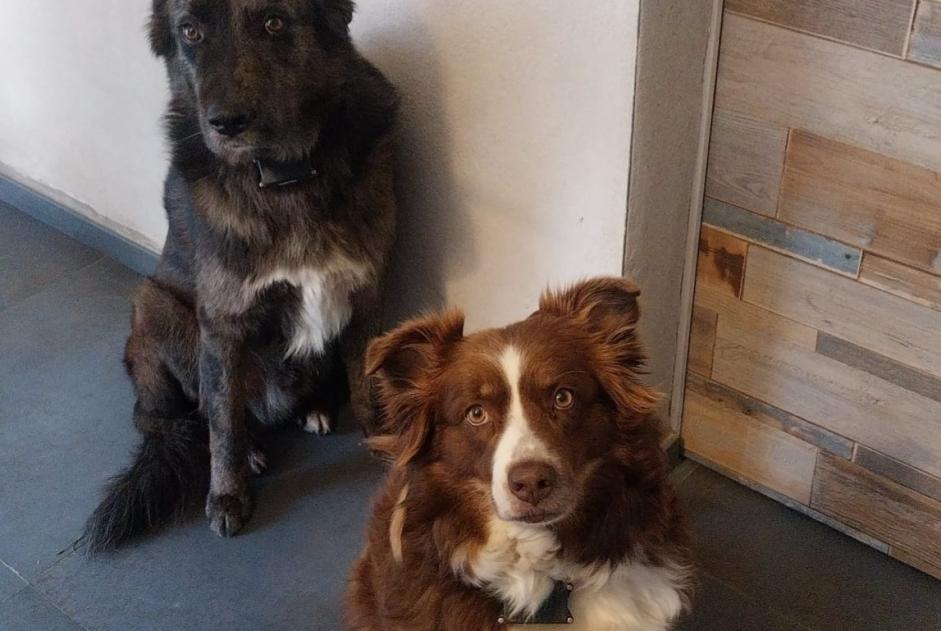 Disappearance alert Dog  Female , 6 years Montans France