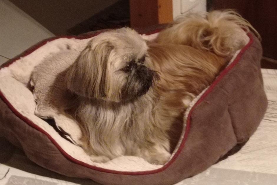 Avviso scomparsa Cane Maschio , 8 anni Rosières Francia Avviso scomparsa Cane Maschio , 8 anni Rosières Francia