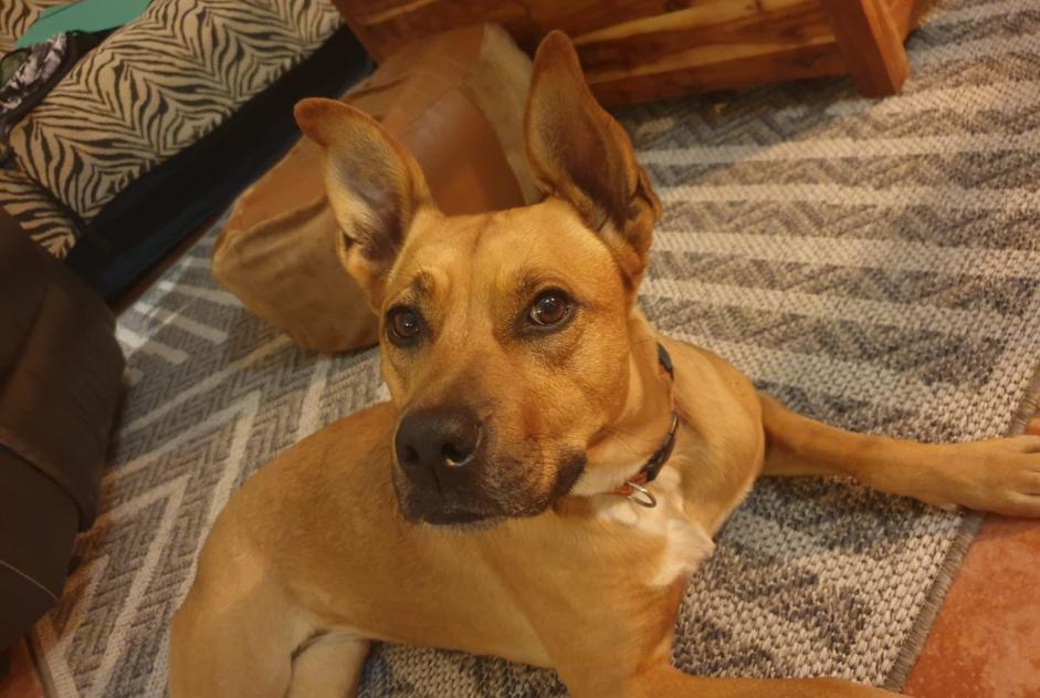Avviso scomparsa Cane incrocio di razze  Femmina , 43 anni Marssac-sur-Tarn Francia
