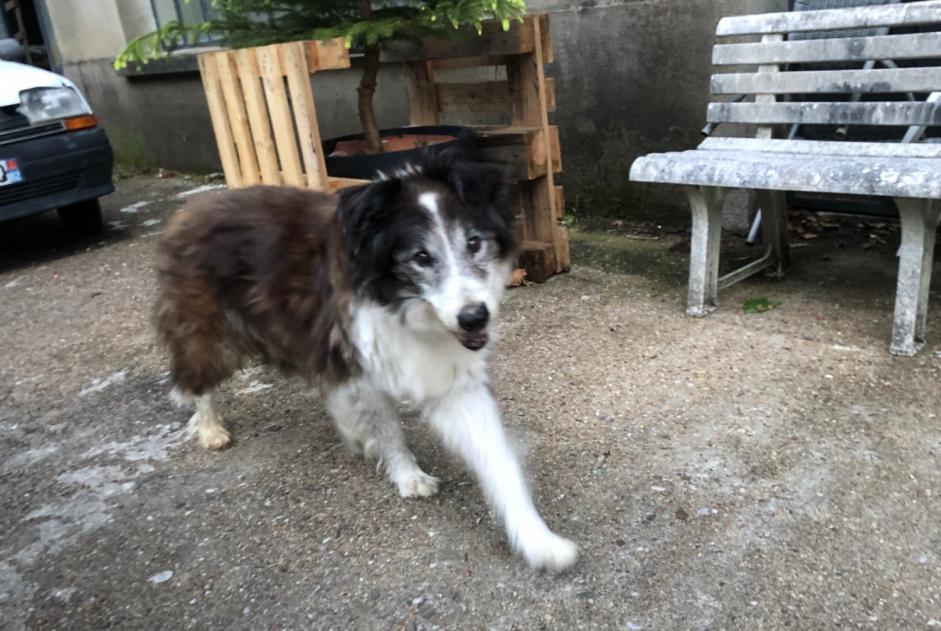 Alerta descoberta Cão  Desconhecido Boissezon France